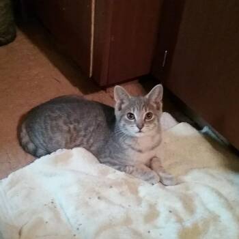 Wasabi -  Domestic Short Hair Cat for Adoption in Bolton, Ontario - Wasabi | PetCurious