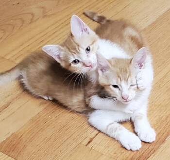 Rowan & Butternut -  Domestic Short Hair Cat for Adoption in Calverton, Maryland - Rowan & Butternut | PetCurious