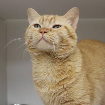 Sausage -  Domestic Short Hair Cat for Adoption in Champaign, Illinois - Sausage | PetCurious