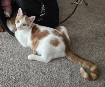 Domestic Short Hair Cats Available for Adoption - Mauricio | PetCurious