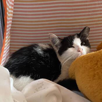 Rescue Domestic Short Hair Cats for Adoption in Bordentown, New Jersey - Roary | PetCurious