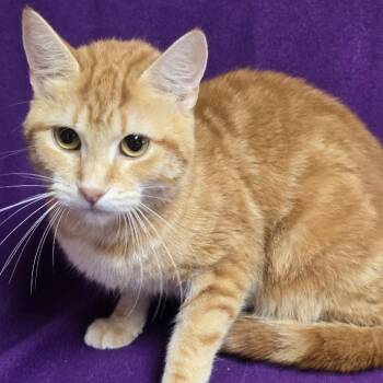 Gemma -  Domestic Short Hair Cat for Adoption in Waterloo, Iowa - Gemma | PetCurious