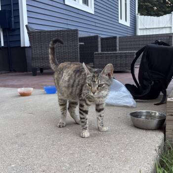Pregnant Cat -  American Shorthair Cat for Adoption in Rochester, Minnesota - Pregnant Cat | PetCurious