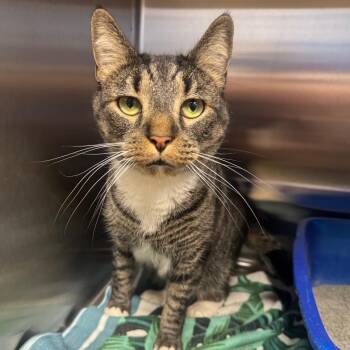 Domestic Short Hair Cats Available for Adoption - Rocket | PetCurious