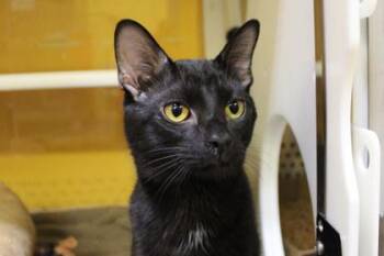 Domestic Short Hair Cats Available for Adoption in Kansas City, Missouri - Licorice | PetCurious