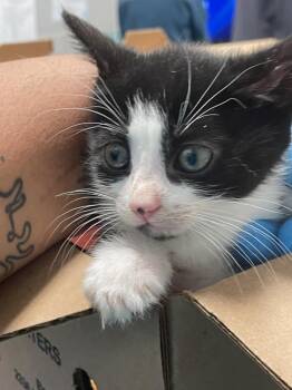 Trumpet -  Domestic Short Hair Cat for Adoption - Trumpet | PetCurious