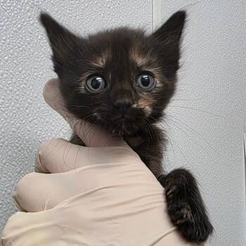 Goanna -  Domestic Short Hair Cat for Adoption in Abilene, Texas - Goanna | PetCurious