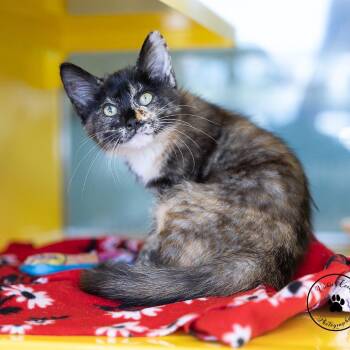 Helga -  Domestic Short Hair Cat for Adoption in Abilene, Texas - Helga | PetCurious