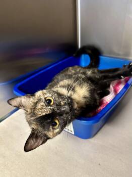 Saffron -  Domestic Short Hair Cat for Adoption in Parsippany-troy Hills, New Jersey - Saffron | PetCurious