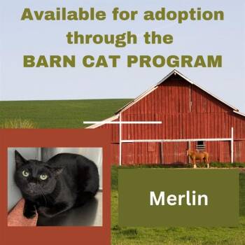 MERLIN BARN CAT -  Domestic Short Hair Cat for Adoption in Westminster, Maryland - MERLIN BARN CAT | PetCurious