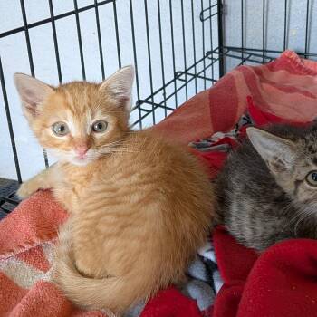 Percy -  Domestic Short Hair Cat for Adoption in Fairfax Station, Virginia - Percy | PetCurious