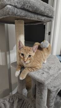 Rescue Domestic Short Hair Cats for Adoption in Chicago, Illinois - Pudding | PetCurious