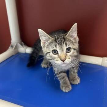 Star -  Domestic Short Hair Cat for Adoption in Janesville, Wisconsin - Star | PetCurious