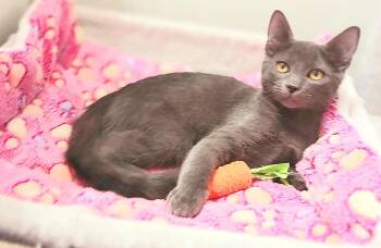 Maddie Jane -  Russian Blue Cat for Adoption in Miami, Arizona - Maddie Jane | PetCurious