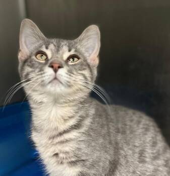 Jiggs -  Domestic Short Hair Cat for Adoption - Jiggs | PetCurious