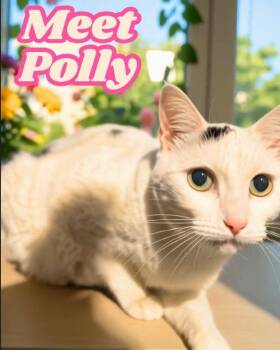 Polly -  American Shorthair Cat for Adoption in Port Chester, New York - Polly | PetCurious