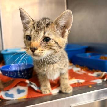 Cosmic -  Domestic Short Hair Cat for Adoption in New York, New York - Cosmic | PetCurious
