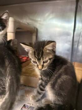 Columbia -  Domestic Short Hair Cat for Adoption in Morristown, New Jersey - Columbia | PetCurious