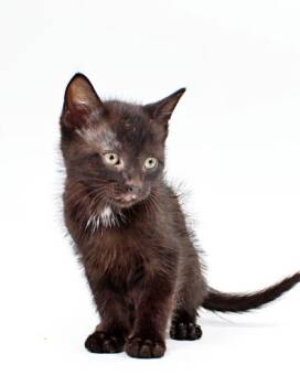 Domestic Medium Hair and Domestic Short Hair Cats Available for Adoption in Morton Grove, Illinois - Martin | PetCurious