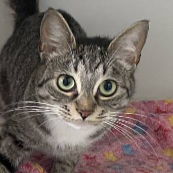 Rescue Domestic Short Hair Cats for Adoption in Sarasota, Florida - Audrey | PetCurious