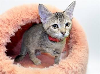 IRIS -  Domestic Short Hair Cat for Adoption in Fort Lauderdale, Florida - IRIS | PetCurious