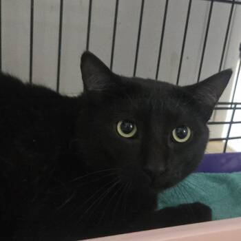 Ceiling Fan -  Domestic Short Hair Cat for Adoption in Salisbury, Massachusetts - Ceiling Fan | PetCurious
