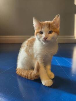 Chuckie -  Domestic Short Hair Cat for Adoption in Barron, Wisconsin - Chuckie | PetCurious