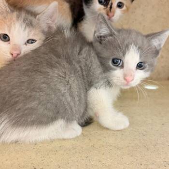 Domestic Short Hair Cats Available for Adoption in Philadelphia, Pennsylvania - Francais | PetCurious