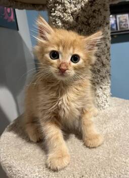 Domestic Long Hair and Tabby Cats Available for Adoption in Emerald Isle, North Carolina - Hamilton | PetCurious