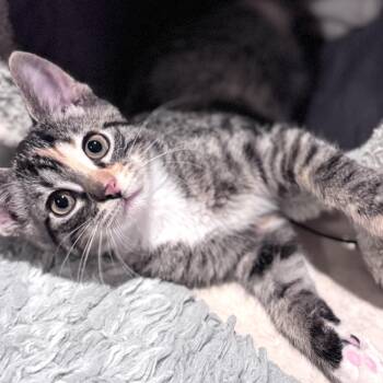 Oreo -  Domestic Short Hair Cat for Adoption in Sedalia, Missouri - Oreo | PetCurious