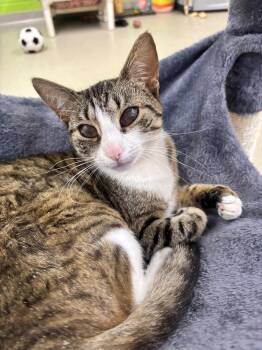 Haldora -  Domestic Short Hair Cat for Adoption in Edison, New Jersey - Haldora | PetCurious