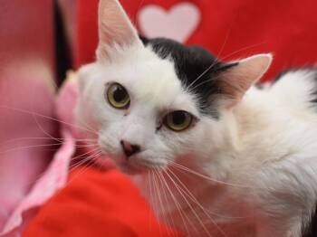 Domestic Medium Hair Cats Available for Adoption - Burdock | PetCurious