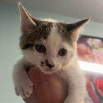 Monstera -  Domestic Short Hair Cat for Adoption in Edwardsville, Illinois - Monstera | PetCurious