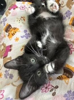 Domestic Short Hair Cats Available for Adoption in Ventura, California - Slash | PetCurious