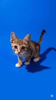 PEANUT -  Domestic Medium Hair Cat for Adoption in Jacksonville, Florida - PEANUT | PetCurious
