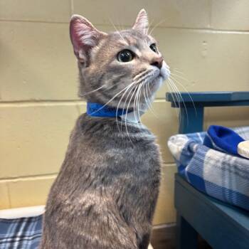 Domestic Short Hair Cats Available for Adoption in Lakeland, Florida - Tube Socks | PetCurious