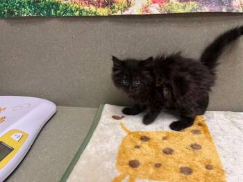 Domestic Medium Hair and Domestic Short Hair Cats Available for Adoption in Moreno Valley, California - A550501 | PetCurious