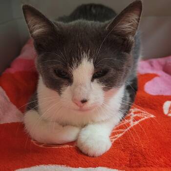 Baja Blast -  Domestic Short Hair Cat for Adoption in Milan, Illinois - Baja Blast | PetCurious