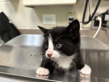 Rescue Domestic Short Hair Cats for Adoption in Gray, Louisiana - Archie | PetCurious