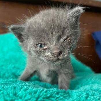 Pepsi -  Domestic Short Hair Cat for Adoption in Houston, Texas - Pepsi | PetCurious