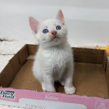 Domestic Short Hair Cats Available for Adoption in Inman, South Carolina - Sushi | PetCurious