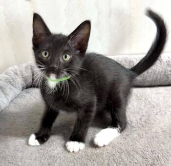 Latte - Affectionate and playful kitten -  Domestic Short Hair Cat for Adoption in Muskego, Wisconsin - Latte - Affectionate And Playful Kitten | PetCurious