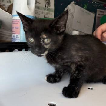 Ruffles -  Domestic Short Hair Cat Available for Adoption in Salt Lake City, Utah - Ruffles | PetCurious