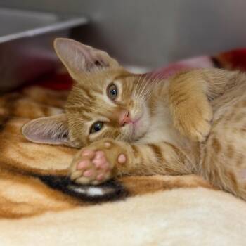Nibs -  Domestic Short Hair Cat for Adoption in Fort Smith, Arkansas - Nibs | PetCurious