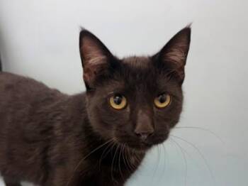 Henry -  Domestic Short Hair Cat for Adoption in Woodbury, Minnesota - Henry | PetCurious
