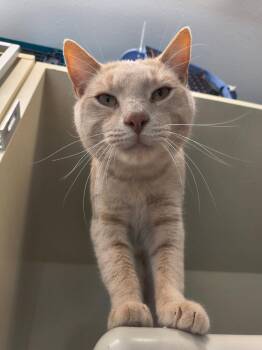 Rescue Domestic Short Hair Cats for Adoption in Saint Marys, Pennsylvania - Popcorn | PetCurious