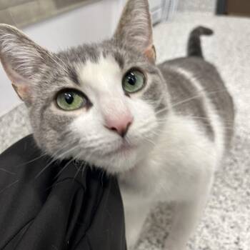 Domestic Short Hair Cats Available for Adoption in Fort Wayne, Indiana - Fettuccine | PetCurious
