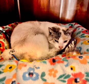 Rescue American Shorthair Cats for Adoption in Hagaman, New York - Ryobe | PetCurious