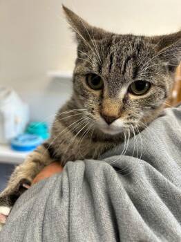 Domestic Short Hair Cats Available for Adoption - Kitten - Rye | PetCurious