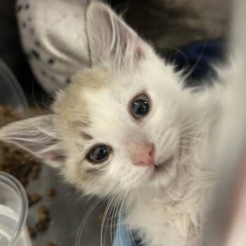 Connor -  Domestic Short Hair Cat for Adoption in Salt Lake City, Utah - Connor | PetCurious